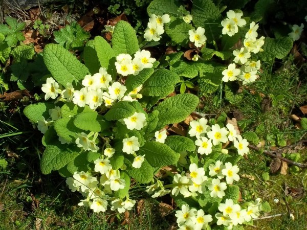 Primroses in the vicarage garden