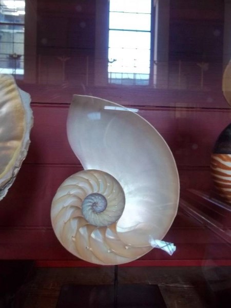 Nautilus shell cut open  (in a glass case in the Enlightenment Gallery in the British Museum)