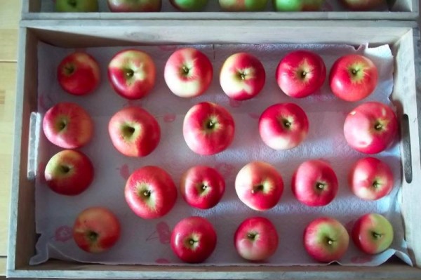 Beautiful unblemished luscious apples