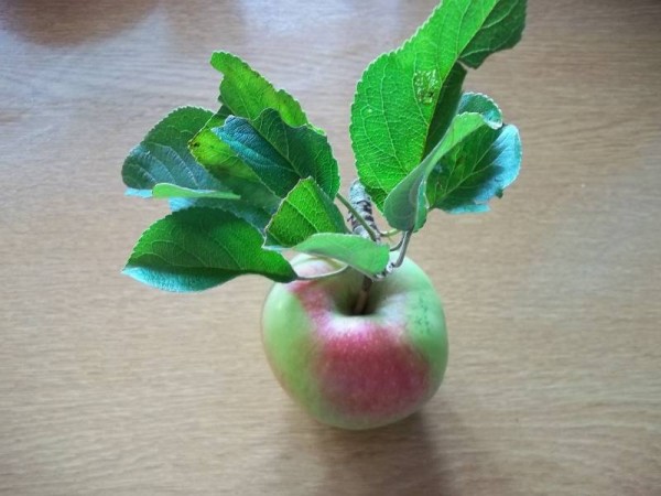 Apple of unknown variety