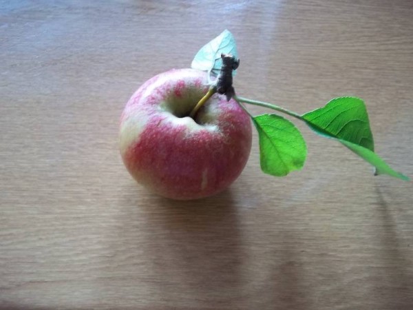 Another pretty apple
