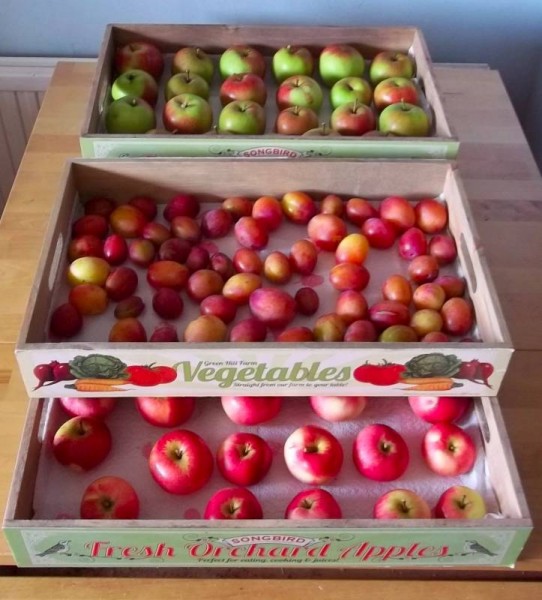 The most perfect apples and plums picked in a little orchard by the Thames in North Stoke on 20 September 2013