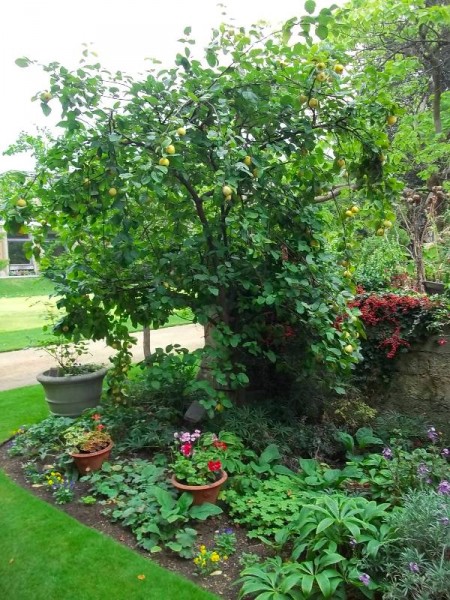 Quince tree in Balliol garden 