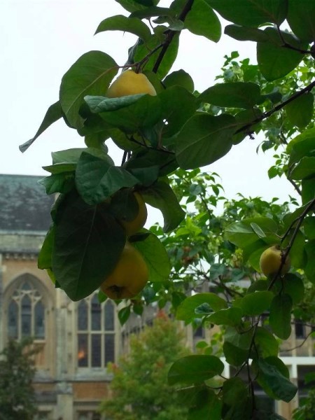 Balliol Colllege garden: the dining hall seen through the branch of a burgeoning quince tree