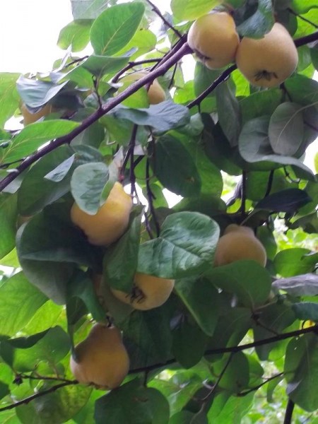 Quinces in Balliol College Garden