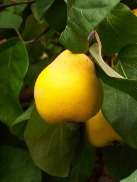 A perfect quince on a tree in Balliol College garden