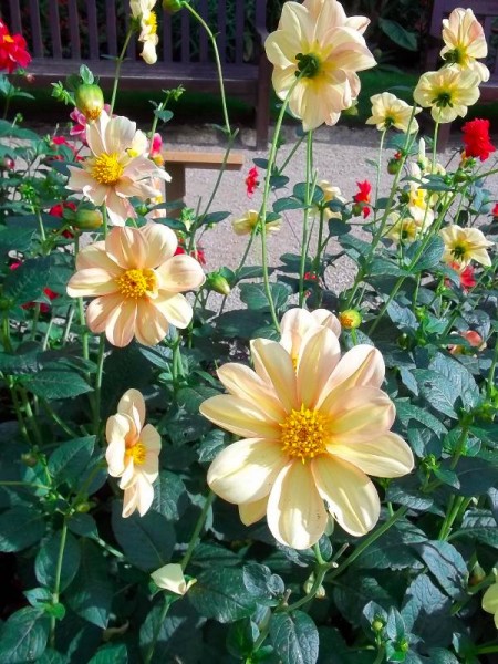 Balliol Dahlia (too light coloured for Rawlinson 37?)