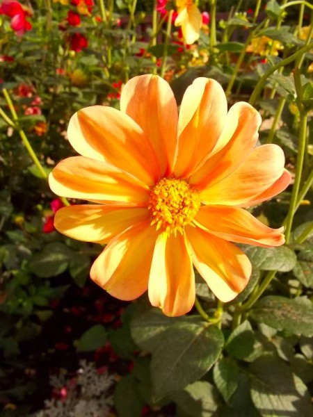 Balliol dahlia: 'Rawlinson 37'