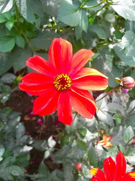 Balliol Dahlia