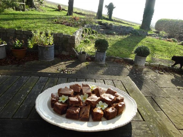 Coffee brownies in spring sunshine (8.45 am Sunday 9 March 2014)