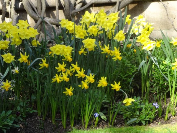 Daffodils in Balliol College front quad