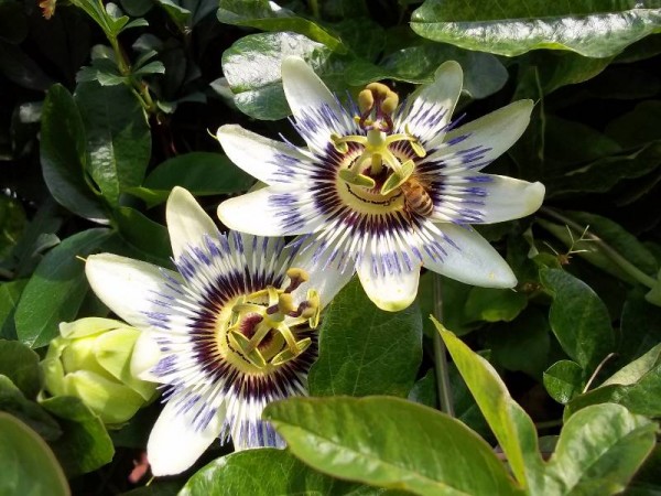 Passiflora caerulea summer 2013