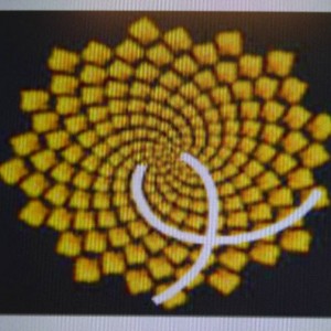 Diagrammatic distribution of cells/seeds on a sunflower head (from here http://www.mathsisfun.com/numbers/golden-ratio.html)