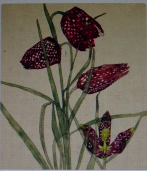 Charles Rennie Mackintosh: Snake's head fritillary (watercolour 1915)