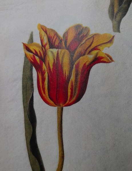 Unidentified broken tulip (from Mr Marshal's Flower Book: Royal Collections Publications, 2008)