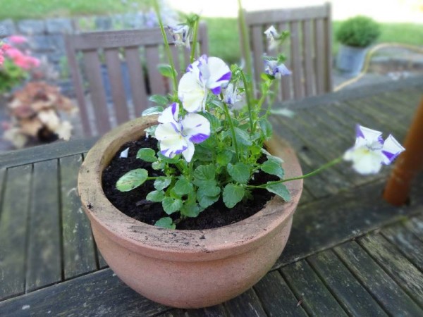 Unusual mauve and white pansies
