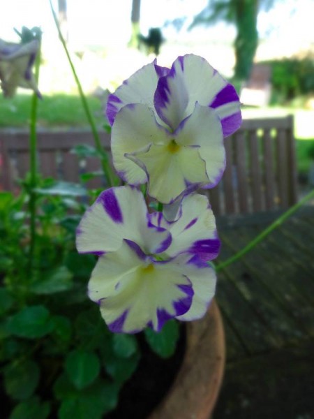 Pretty mauve and white pansies