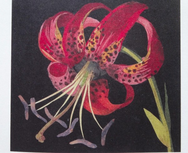 Detail of Mrs Delany's Canada Lily (from Molly Peacock: The Paper Garden; Bloomsbury 2011)