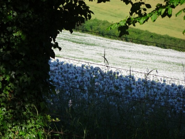 Ipsden vicarage garden with opium poppy field beyond