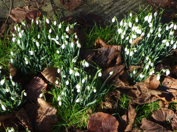 North Stoke: snowdrops outside lych gate 