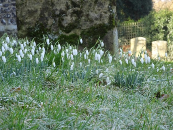 Snowdrops in North Stoke Churchyard 8 February 2015.