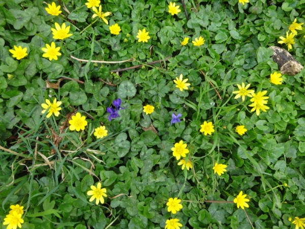 Violets and celandines