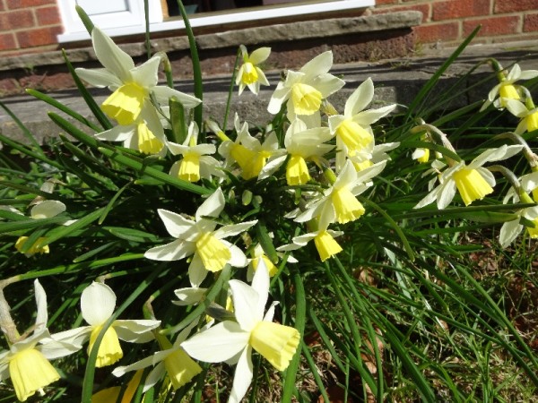 Lent  Lilies from Ipsden vicarage garden, March 2015