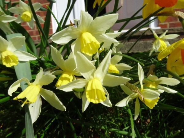 Lent Lilies in Ipsden Vicarage garden March 2015 