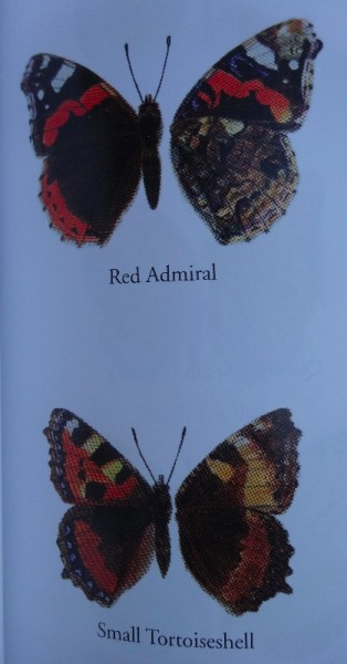 Red Admiral and Small Tortoiseshell: very similar when viewed high up on a church window. (Closed wings on the right)