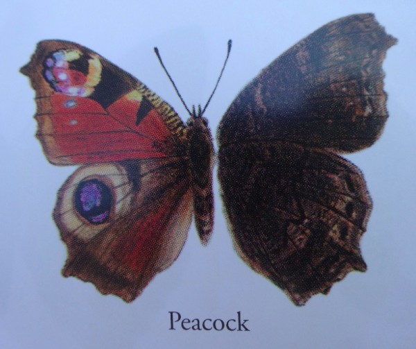 Peacock butterfly (from Patrick Barkham's The Butterfly Isles)