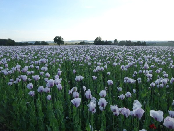 Opium poppies, Ipsden (23 June 2015)