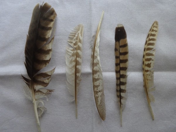 Feathers picked up from the garden