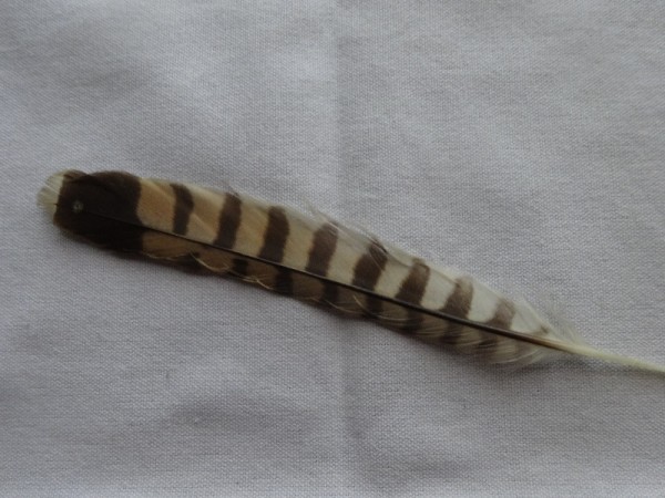 Red Kite feather