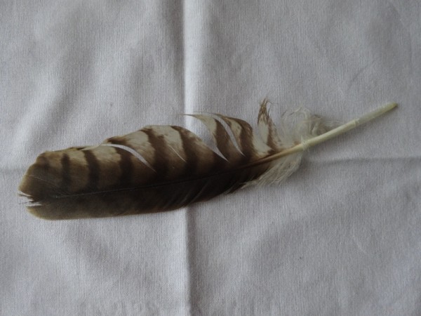 Red Kite feather