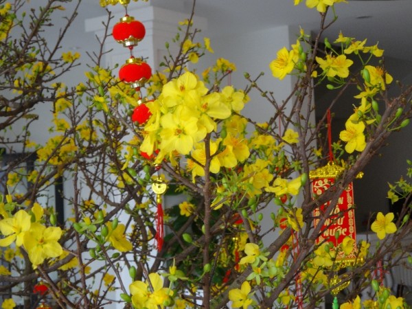 Hoi An hotel Tet tree - apricot blossom