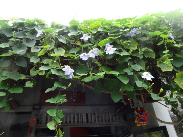 Hoi An: trailing flowers in old town