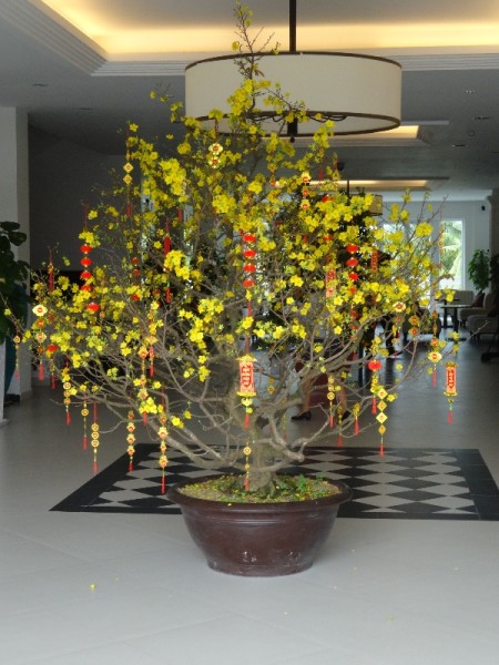 Hoi An: Tet apricot blossom  in hotel