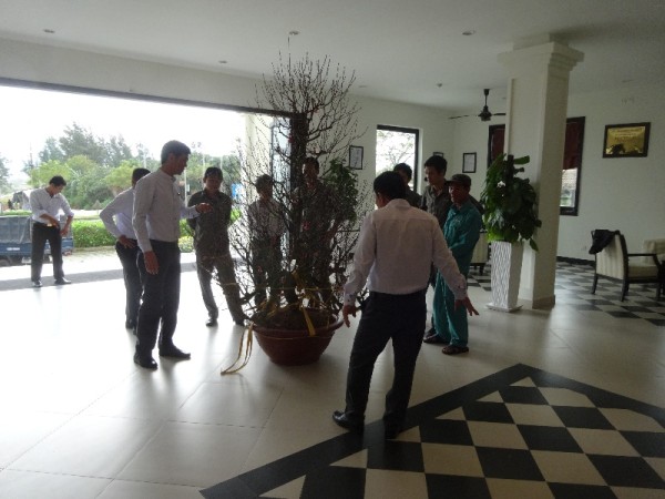 Hoi An hotel: the arrival of a third Tet tree - peach this time