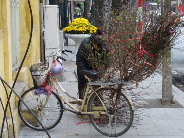 Hanoi: Tet branches of peach blossoms