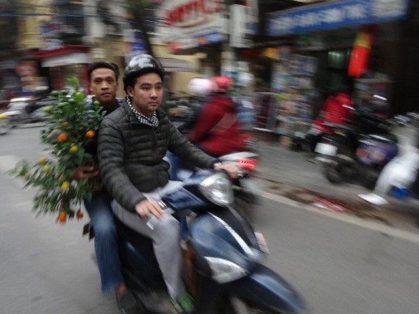 Hanoi: Tet kumquat on the move