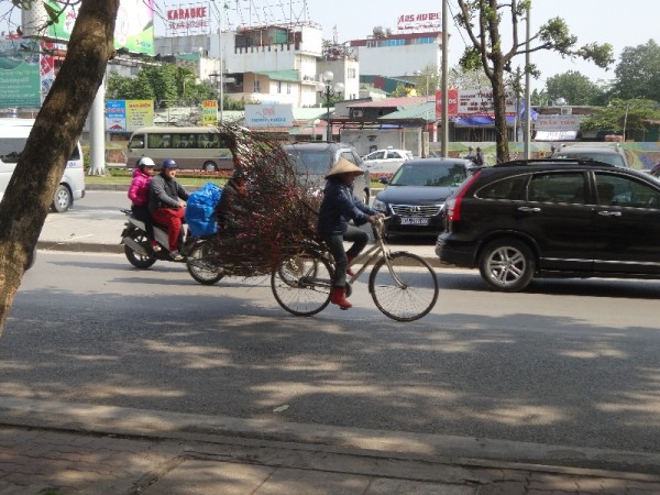 Hanoi:  taking the peach blossom home for Tet