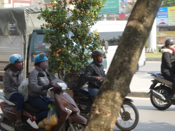 Hanoi: Tet kumquat 