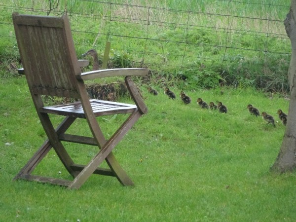 Ducklings - the first and only sight of them