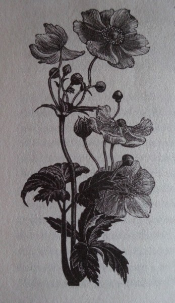 Clare Leighton's Japanese Anemone (from Four Hedges, Little Toller books, 2010)