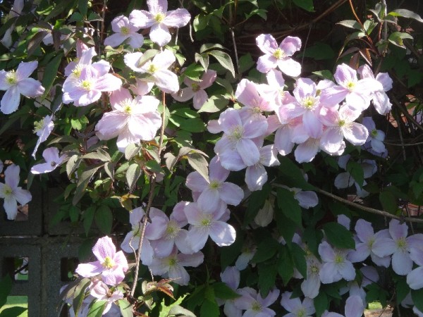 Ipsden vicarage gardenl: another Clematis montana