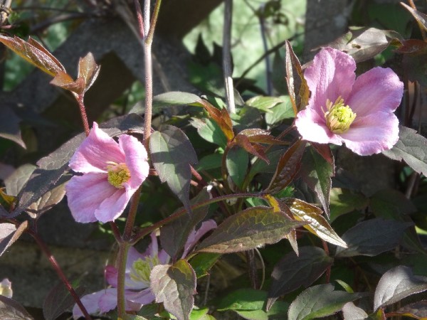 Ipsden vicarage gardenl: Clematis montana