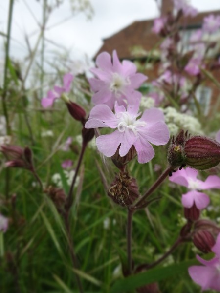 Church Lane Ipsden:  pink campion