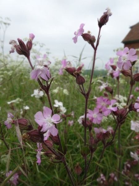 Church Lane Ipsden: pink campions