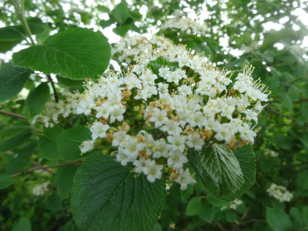 Viburnum rhytidophyllum in Ipsden vicarage garden